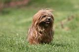 LHASSA APSO 282